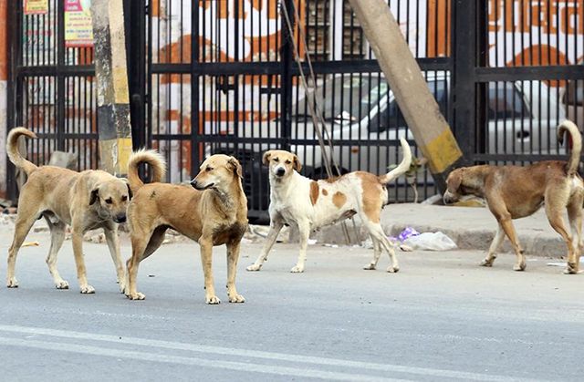 Cover image for आईआईटी कानपुर परिसर में लावारिस कुत्तों की समस्या